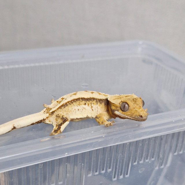 노멀 트라이 드리피