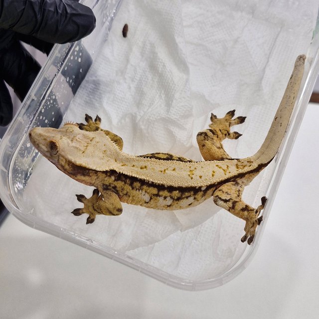 노멀 트라이 드리피 화이트스팟