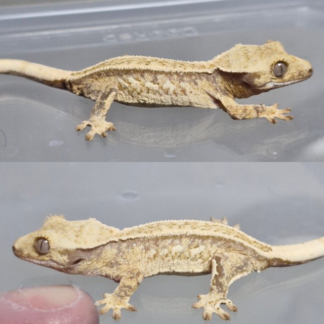 노멀 트라이 드리피 풀핀 화이트포트홀 쿼드