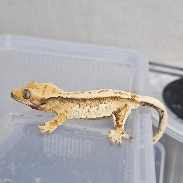 노멀 트라이 드리피