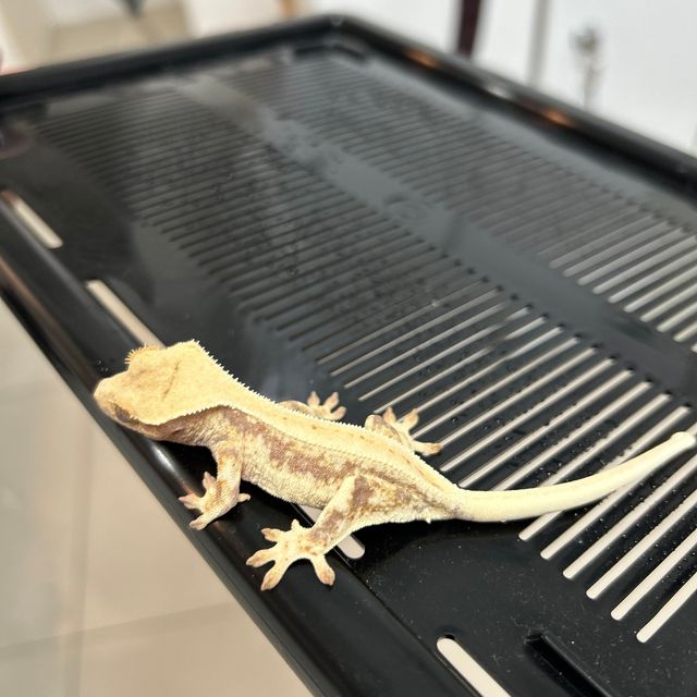 릴리화이트