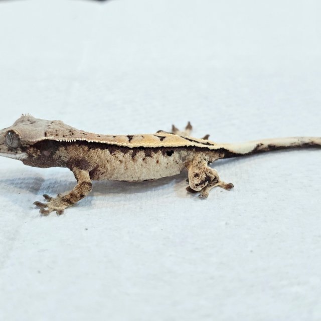 세이블 화이트 드리피