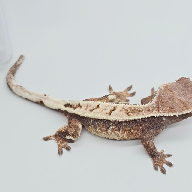 세이블 트라이 풀핀