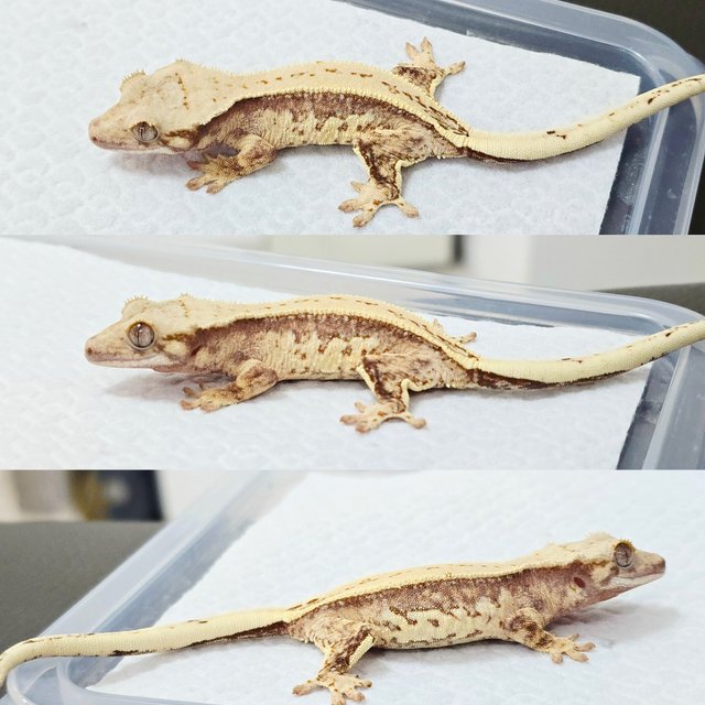 노멀 트라이 풀핀 쿼드 화이트포트홀 드리피