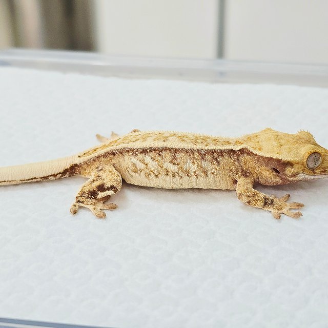 노멀 트라이 드리피 풀핀 화이트포트홀 쿼드