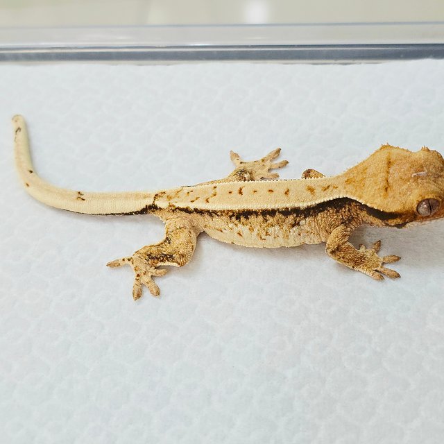 노멀 트라이 드리피