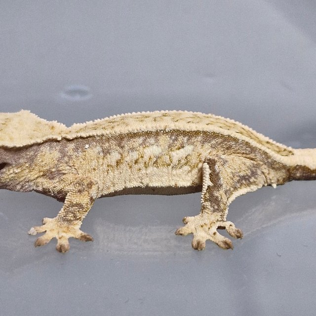 노멀 트라이 드리피 풀핀 화이트포트홀 쿼드