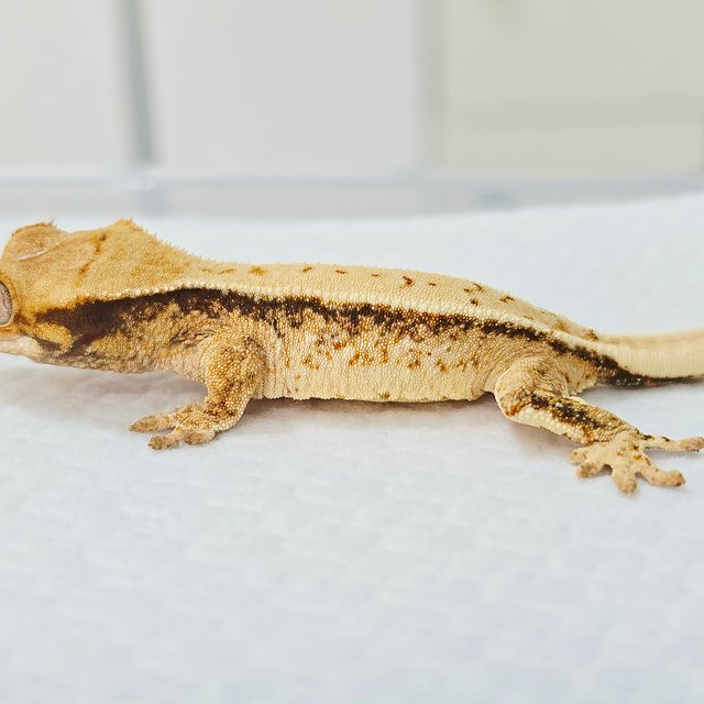 노멀 트라이 드리피