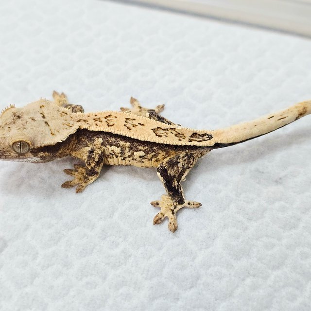 노멀 풀핀 화이트스팟 드리피