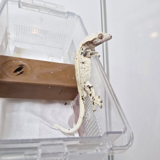 노멀 드리피 화이트스팟 쿼드 화이트포트홀