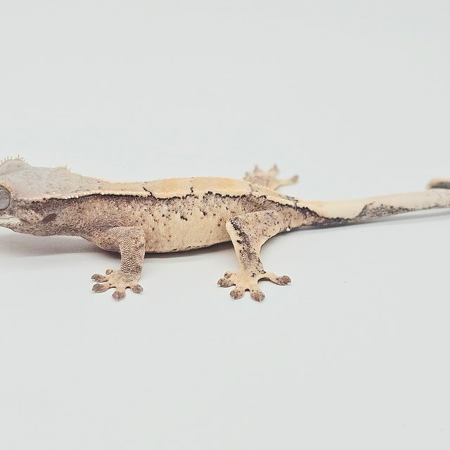 세이블 드리피 화이트