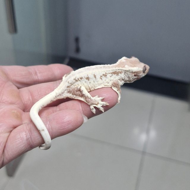 프라푸치노