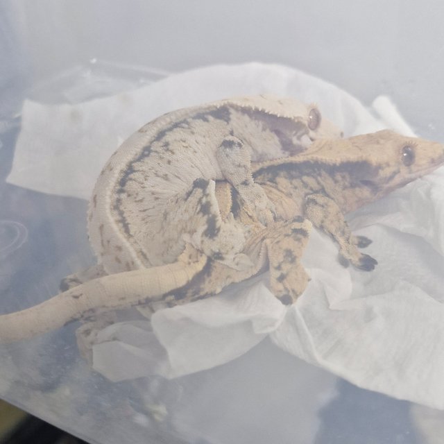 노멀 트라이 드리피 화이트스팟