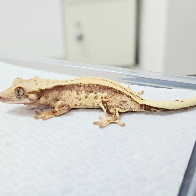 노멀 트라이 풀핀 쿼드 화이트포트홀 드리피