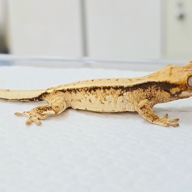 노멀 트라이 드리피