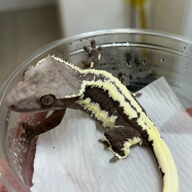 릴잔틱