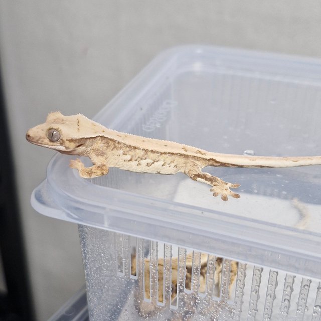 노멀 트라이 드리피 쿼드 화이트포트홀