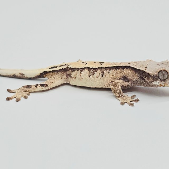 세이블 화이트 드리피