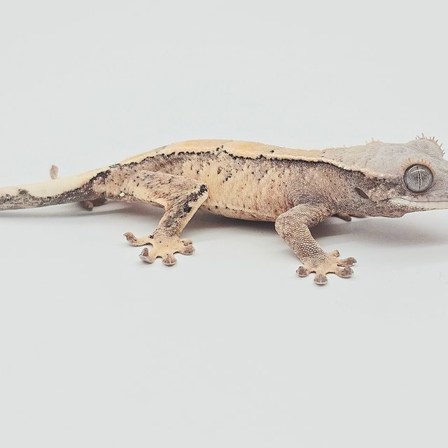 세이블 드리피 화이트