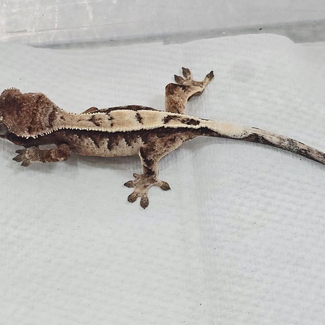 세이블