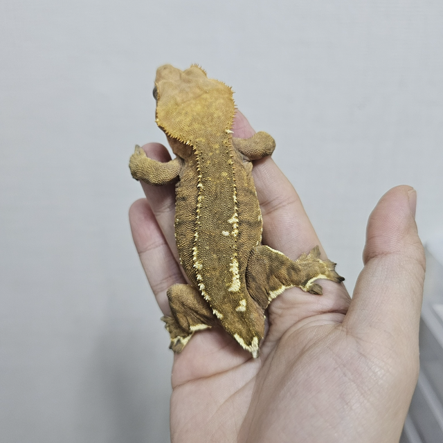 크림 카푸치노