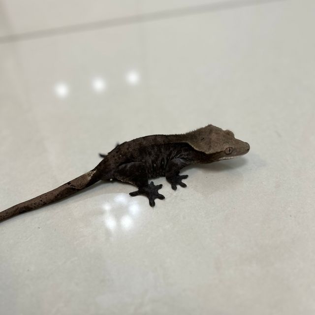 아잔틱