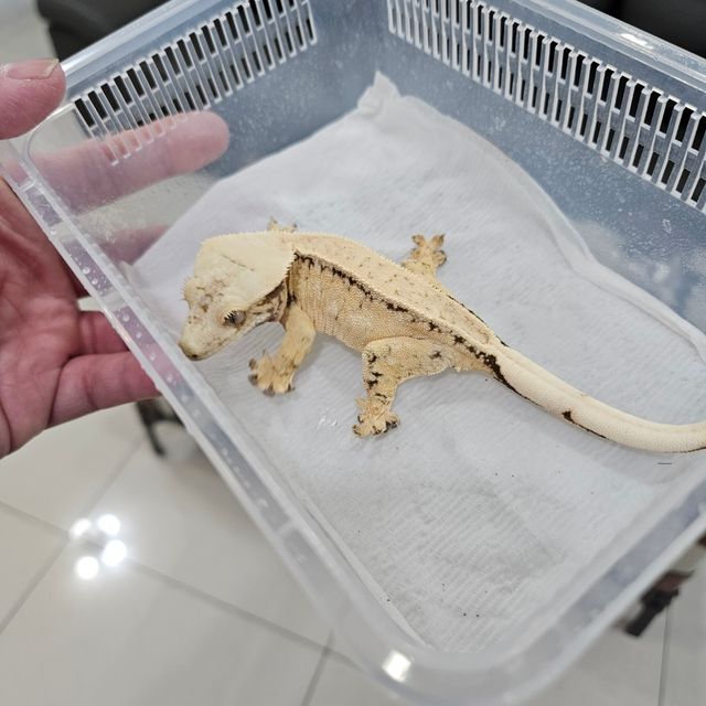 노멀 풀핀 드리피 레이지