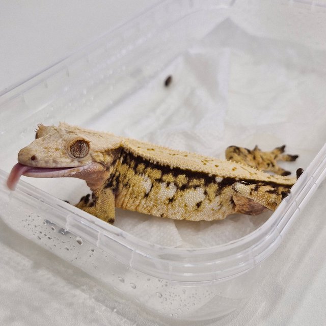 노멀 트라이 드리피 화이트스팟