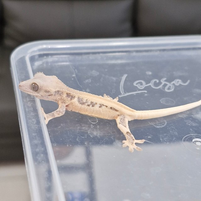 릴리화이트 솔리드백