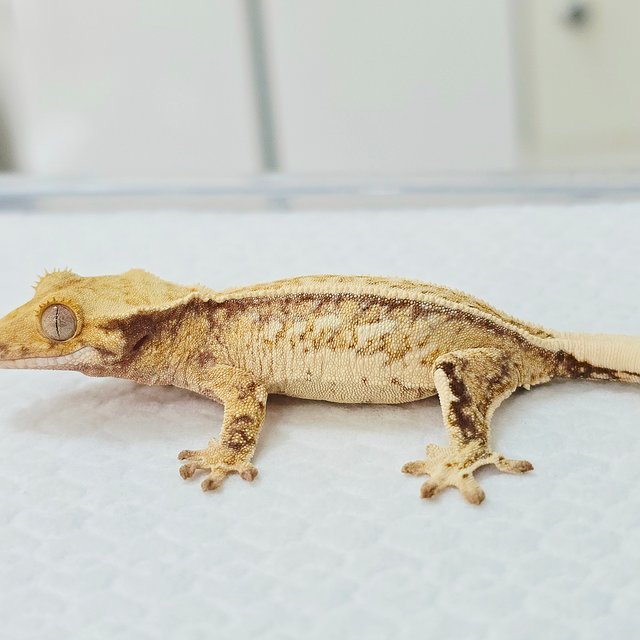 노멀 트라이 드리피 풀핀 화이트포트홀 쿼드