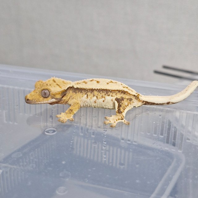 노멀 트라이 드리피