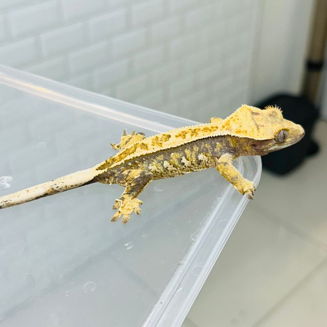 노멀 풀핀
