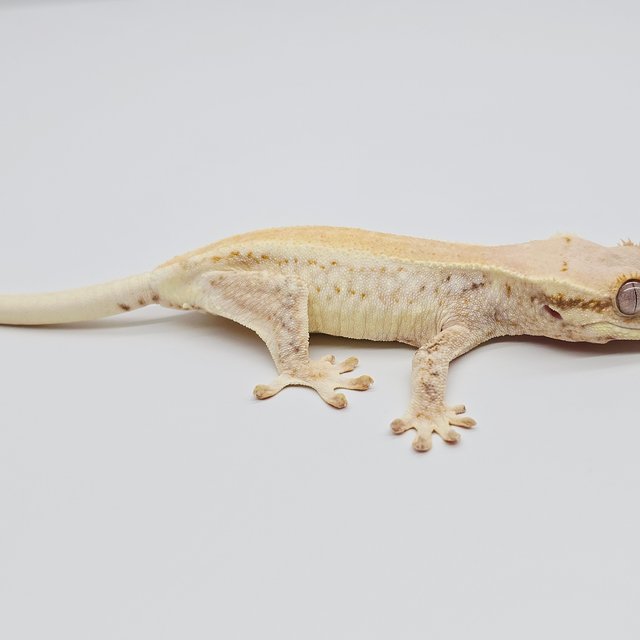 릴리화이트 솔리드백