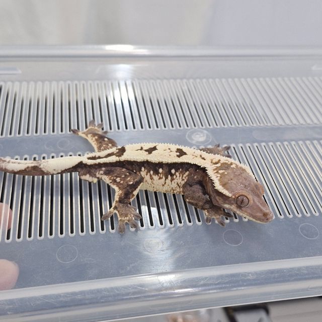 세이블
