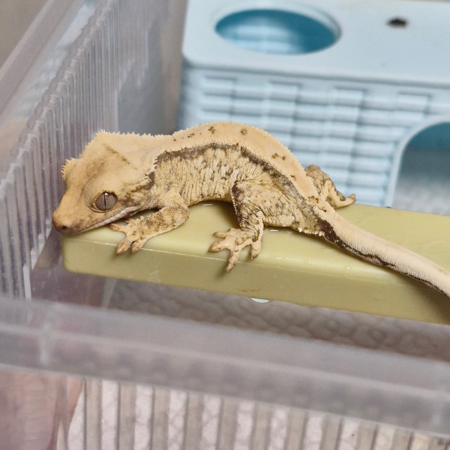 노멀 드리피 쿼드 화이트스팟