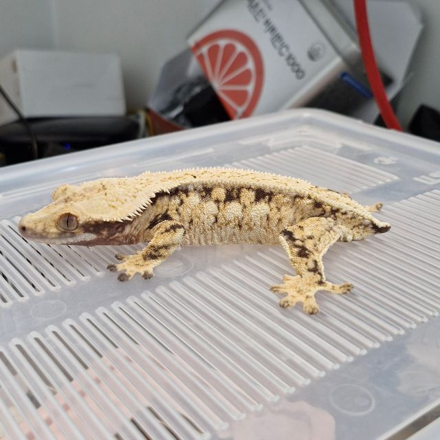 노멀 트라이 드리피