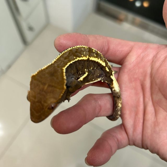 카푸치노 화이트스팟 화이트포트홀 화이트핀