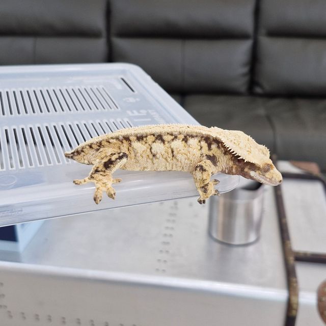 노멀 트라이 드리피