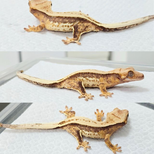 노멀 드리피 쿼드 풀핀 화이트스팟