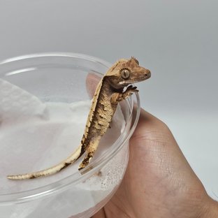 노멀 트라이 화이트스팟