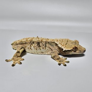 노멀 드리피 화이트스팟