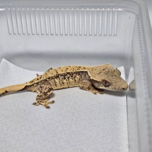 노멀 드리피 화이트스팟