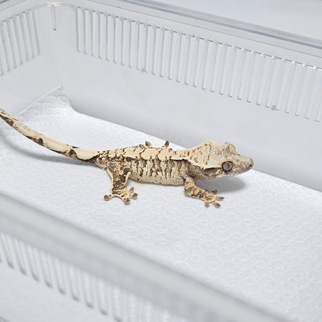 노멀 드리피 화이트스팟