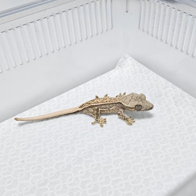 노멀 쿼드 풀핀