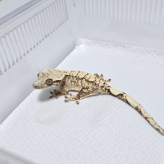 노멀 드리피 화이트스팟