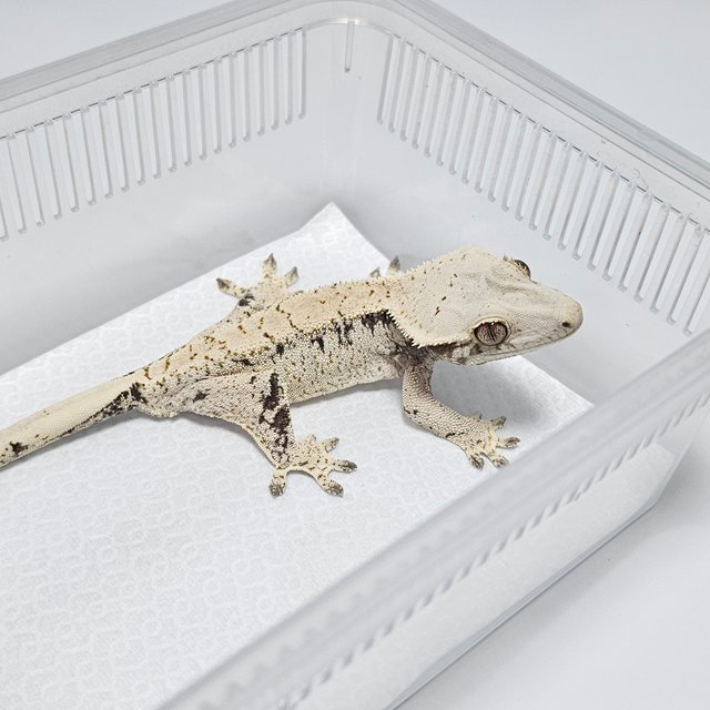 노멀 드리피 화이트스팟