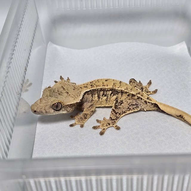 노멀 드리피 화이트스팟