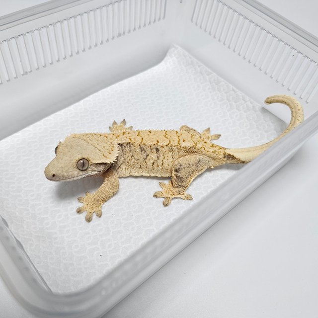 노멀 드리피 화이트스팟