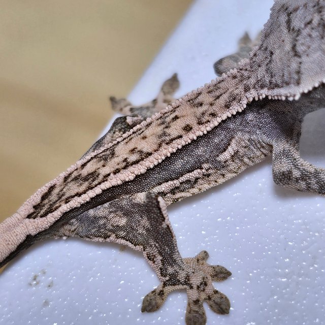 노멀 쿼드 풀핀