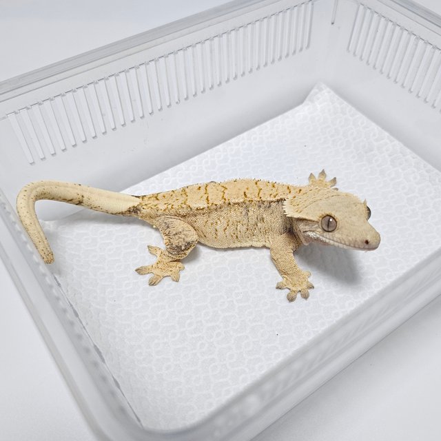 노멀 드리피 화이트스팟